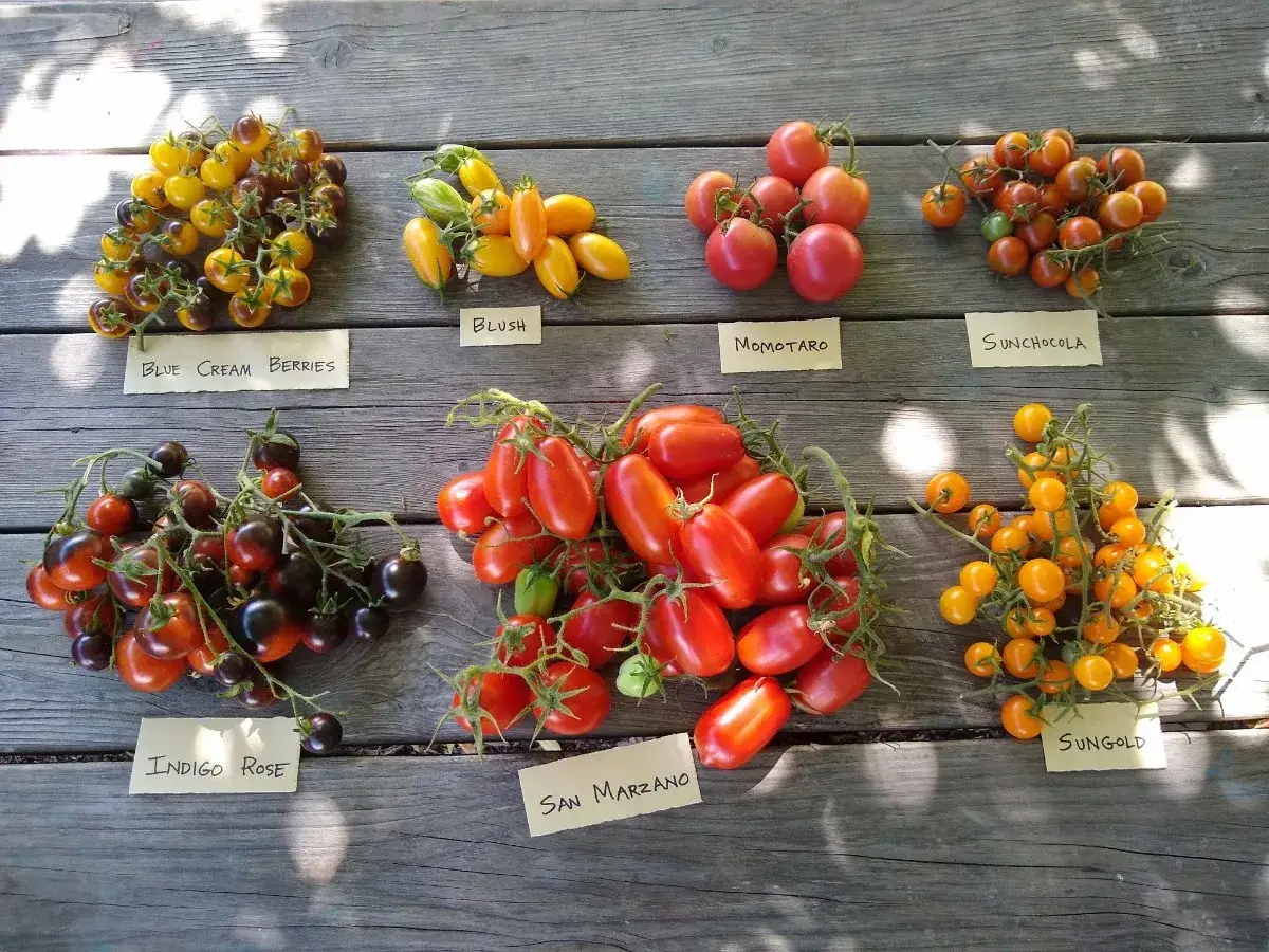 Variedad de tomates de distintos colores y tamaños, desde los pequeños Sungold hasta los grandes Momotaro. ¡Parecen el mejor tomate del mundo!